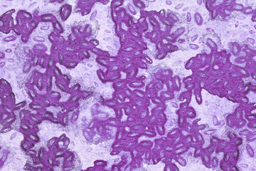 Fototapeta premium Microscopic view of purple bacteria clusters in a petri dish with detailed texture and pattern.