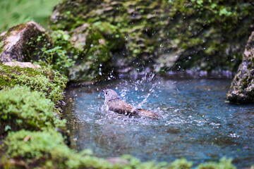 Wild birds living in the forest outdoors