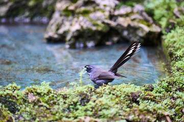 Wild birds living in the forest outdoors