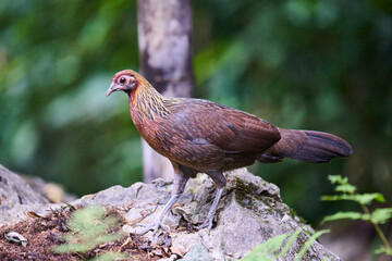 Wild birds living in the forest outdoors