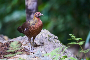 Wild birds living in the forest outdoors