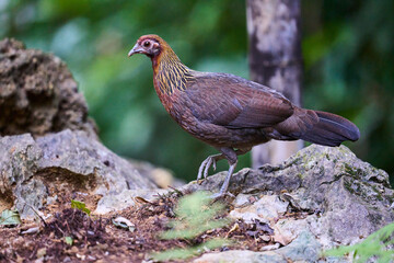 Wild birds living in the forest outdoors