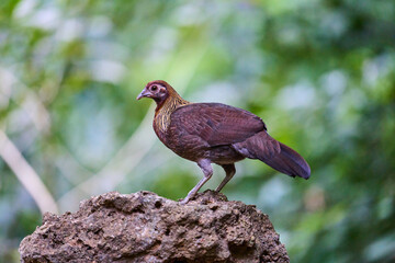 Wild birds living in the forest outdoors