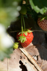 Fresh Strawberry in plantation field on natural background.