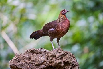 Wild birds living in the forest outdoors