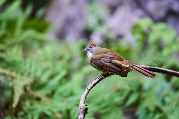 Wild birds living in the forest outdoors