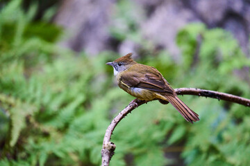 Wild birds living in the forest outdoors