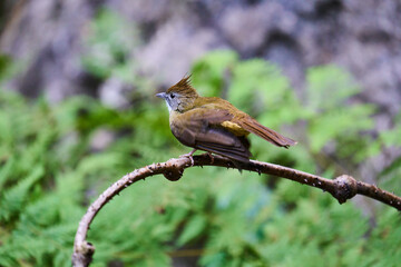 Wild birds living in the forest outdoors