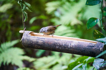 Wild birds living in the forest outdoors