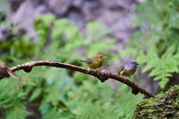 Wild birds living in the forest outdoors