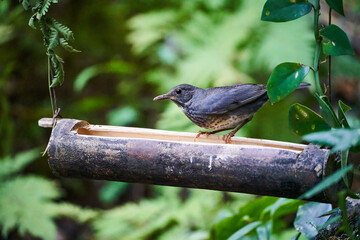 Wild birds living in the forest outdoors