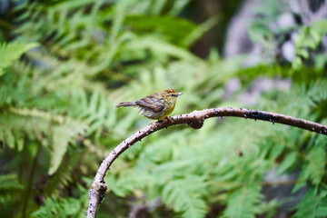 Wild birds living in the forest outdoors