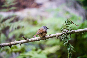 Wild birds living in the forest outdoors