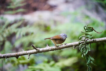 Wild birds living in the forest outdoors