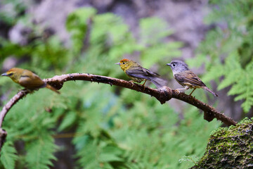Wild birds living in the forest outdoors