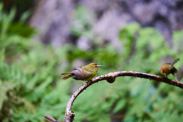 Wild birds living in the forest outdoors