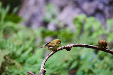 Wild birds living in the forest outdoors