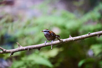 Wild birds living in the forest outdoors