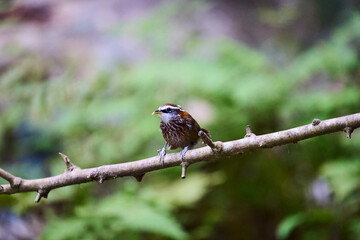 Wild birds living in the forest outdoors