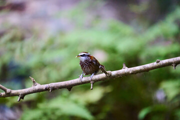 Wild birds living in the forest outdoors