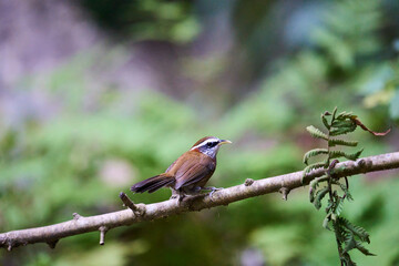 Wild birds living in the forest outdoors