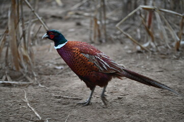 pheasant male and female pheasant, close up view, wild bird