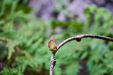 Wild birds living in the forest outdoors