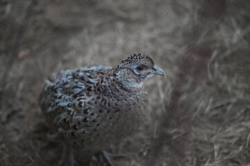 a close up portrait of a female hen pheasant, phasianus colchicus, standing proud on a grass field, staring right