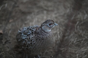 a close up portrait of a female hen pheasant, phasianus colchicus, standing proud on a grass field, staring right