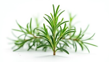 Fototapeta premium Fresh and vibrant green herbs ready for culinary delight