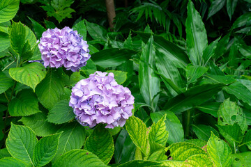 紫陽花 アジサイ