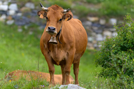 vache tarine tarantaise