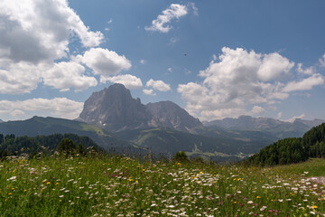 Fototapeta premium Dolomites national park in Italy with wild flowers in foreground