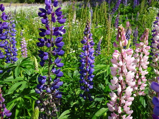 Obraz premium lupine flowers in blue, purple and pink color. Wildflower in summer in New Zealand. Blossoming bluebonnet plants, close up