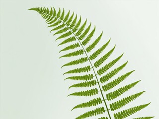 Single fern frond against a light green background