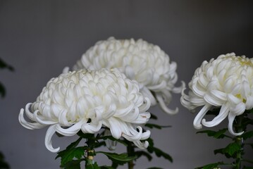 大菊　厚物　白色　菊まつり