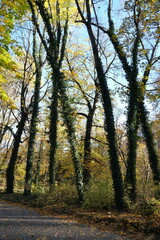 Landscape of warm and sunny autumn in Warsaw.