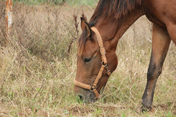 Portrait of a brown horse, grazing in a meadow, standing in the pasture