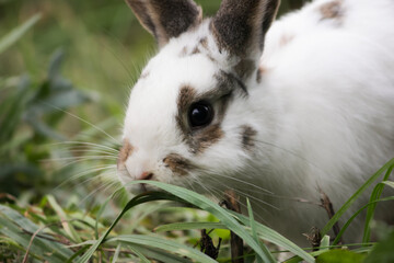 white rabbit with upright ears, sitting on grass, Easter bunny in the pasture, domestic animal in...
