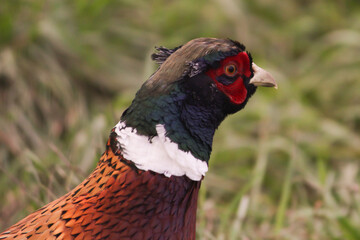 Pheasant in Grass, red and brown plumage close-up, wild bird in nature, countryside wildlife in meadow