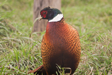 Pheasant in Grass, rural wildlife in countryside, brown and green plumage, wild bird in nature