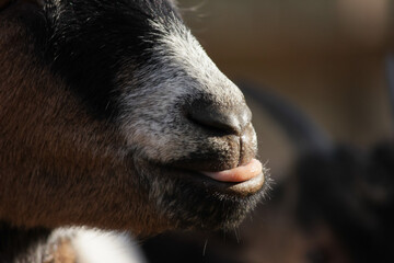 Close-up of Goat's Muzzle in Sunlight
