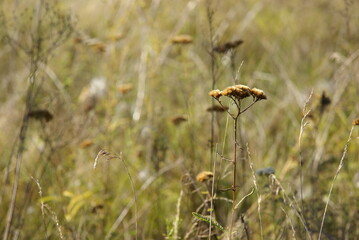 dried flowers on a background of dry grass