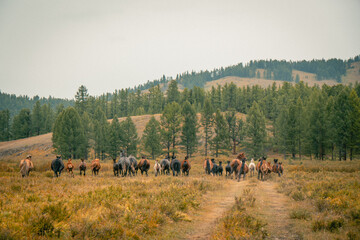 Landscape with wild horses near the mountain. Altai.