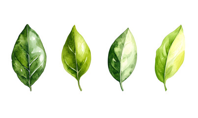 Fototapeta premium generation AI,Watercolor painted Green leaf leave icon set