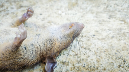 Rats die from eating poison on the ground