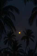 Fototapeta premium Full moon with palm trees silhouetted against a dark sky