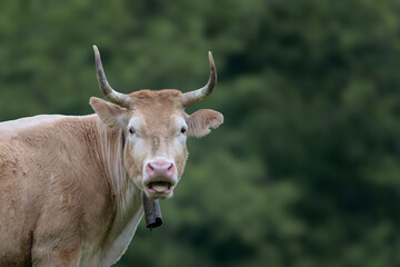 Portrait of a cow with a funny gesture in front of a forested background in the Gorbea natural park, Bizkaia
