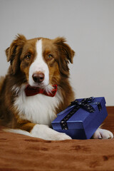 Australian Shepherd lies on a brown plaid on sofa next to a blue gift box with small bow. Adorable domestic dog celebrates Christmas, New Year, birthday or Valentine's day.