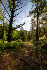 Camino entre los pinos